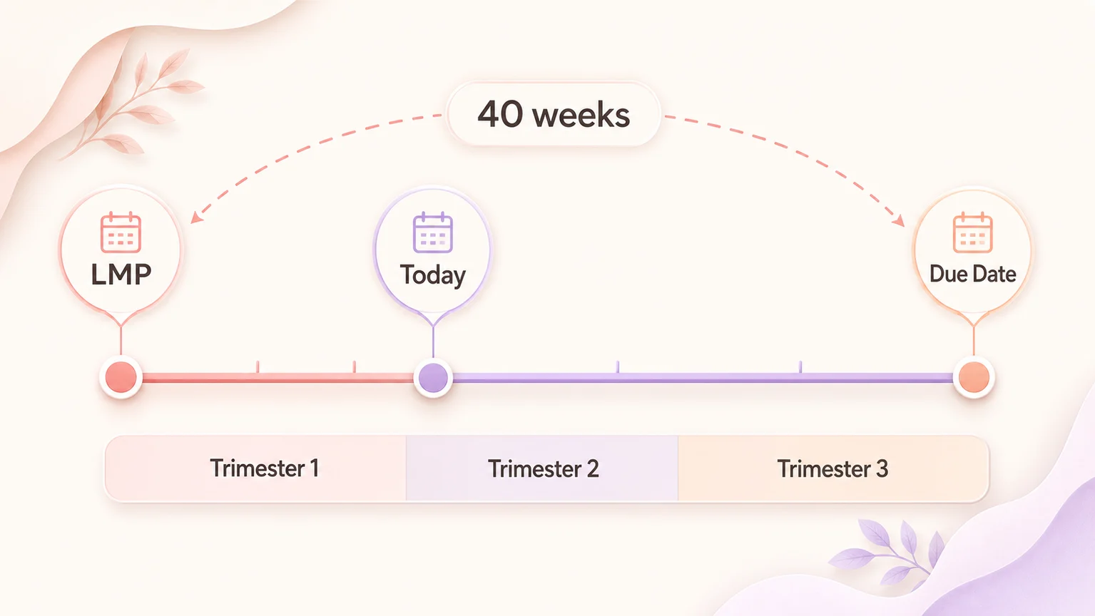 Timeline infographic showing LMP, today, due date, 40 weeks, and three pregnancy trimesters.